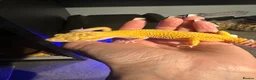 Leopard Gecko reptiles for sale: Leopard Gecko Female & Full vivarium set up - Advert 1