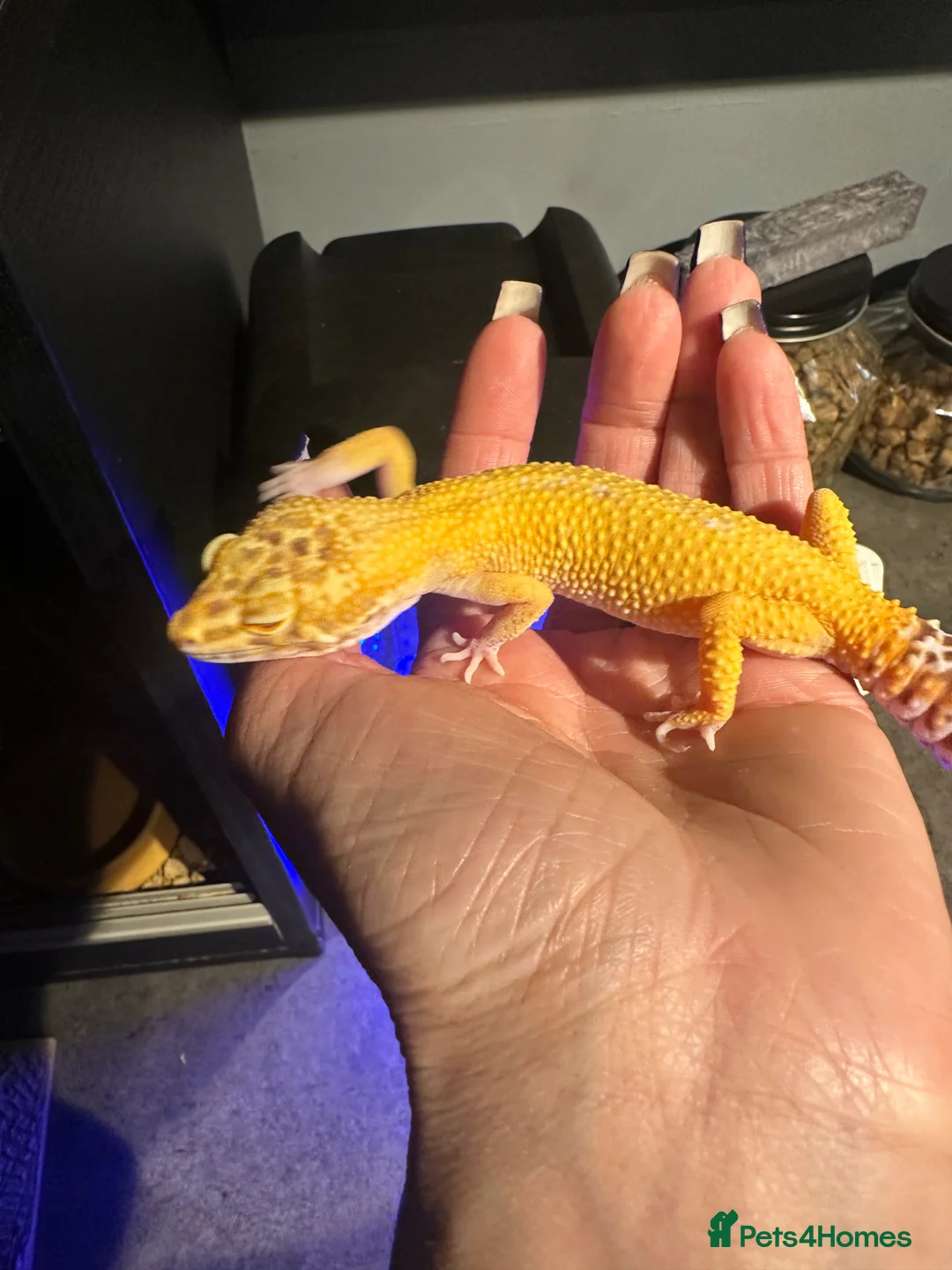 Leopard Gecko reptiles for sale: Leopard Gecko Female & Full vivarium set up - Advert 1