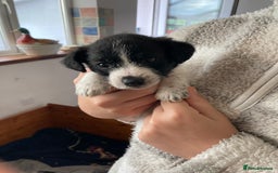 Jackapoo dogs for sale: @@GORGEOUS JACKAPOO PUPPIES@@ - Image 9