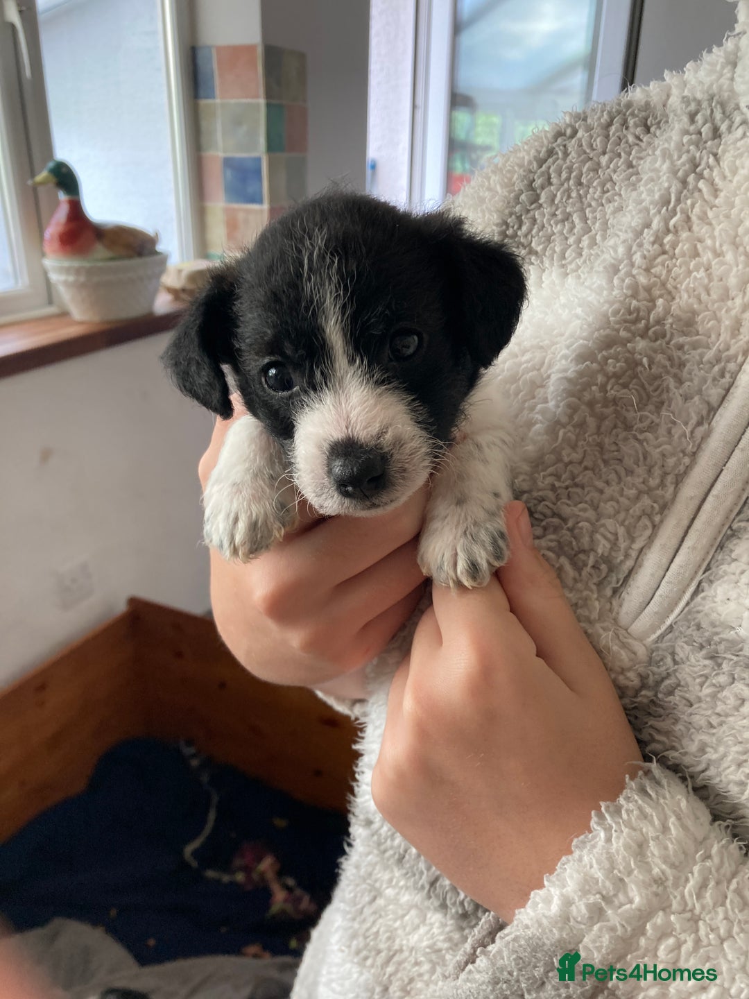 Jackapoo dogs for sale: @@GORGEOUS JACKAPOO PUPPIES@@ - Image 9