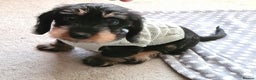 Miniature Dachshund dogs for stud: Miniature Wire Haired Dachshund Stud in Manchester - Advert 6