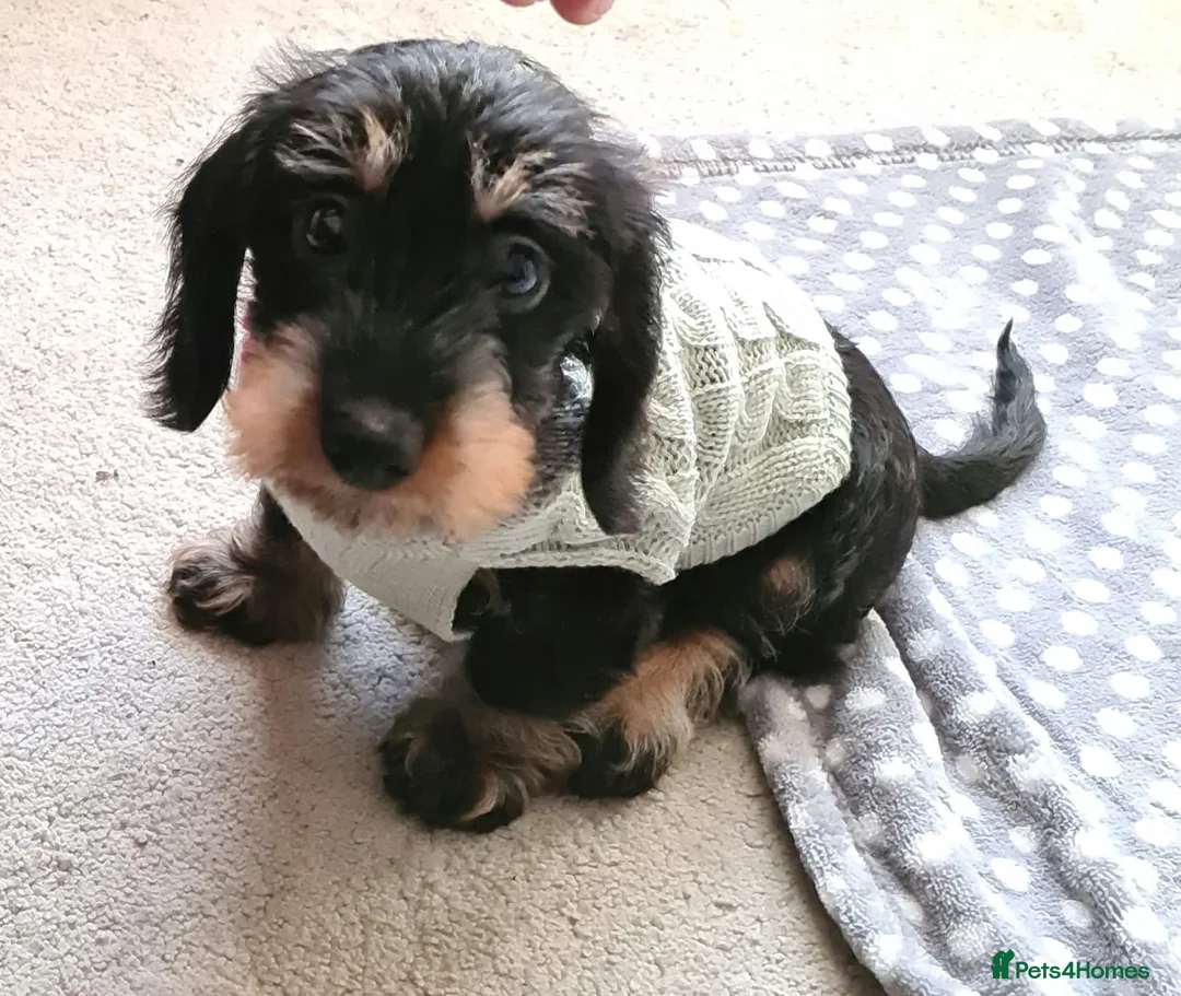 Miniature Dachshund dogs for stud: Miniature Wire Haired Dachshund Stud in Manchester - Advert 6