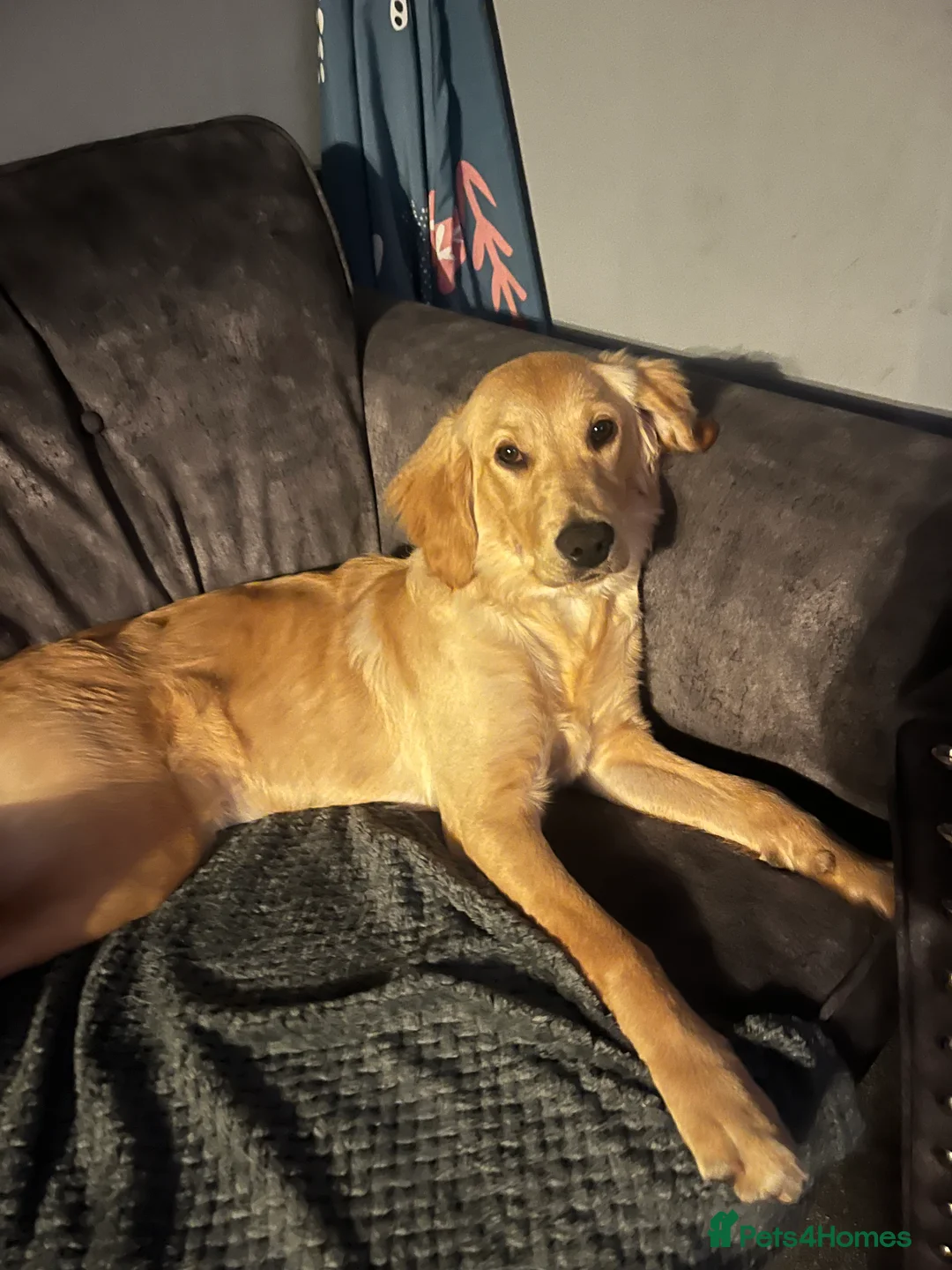 Golden Retriever dogs for sale: Exceptional Golden Retriever-Loving Temperament  in Port Talbot - Advert 5