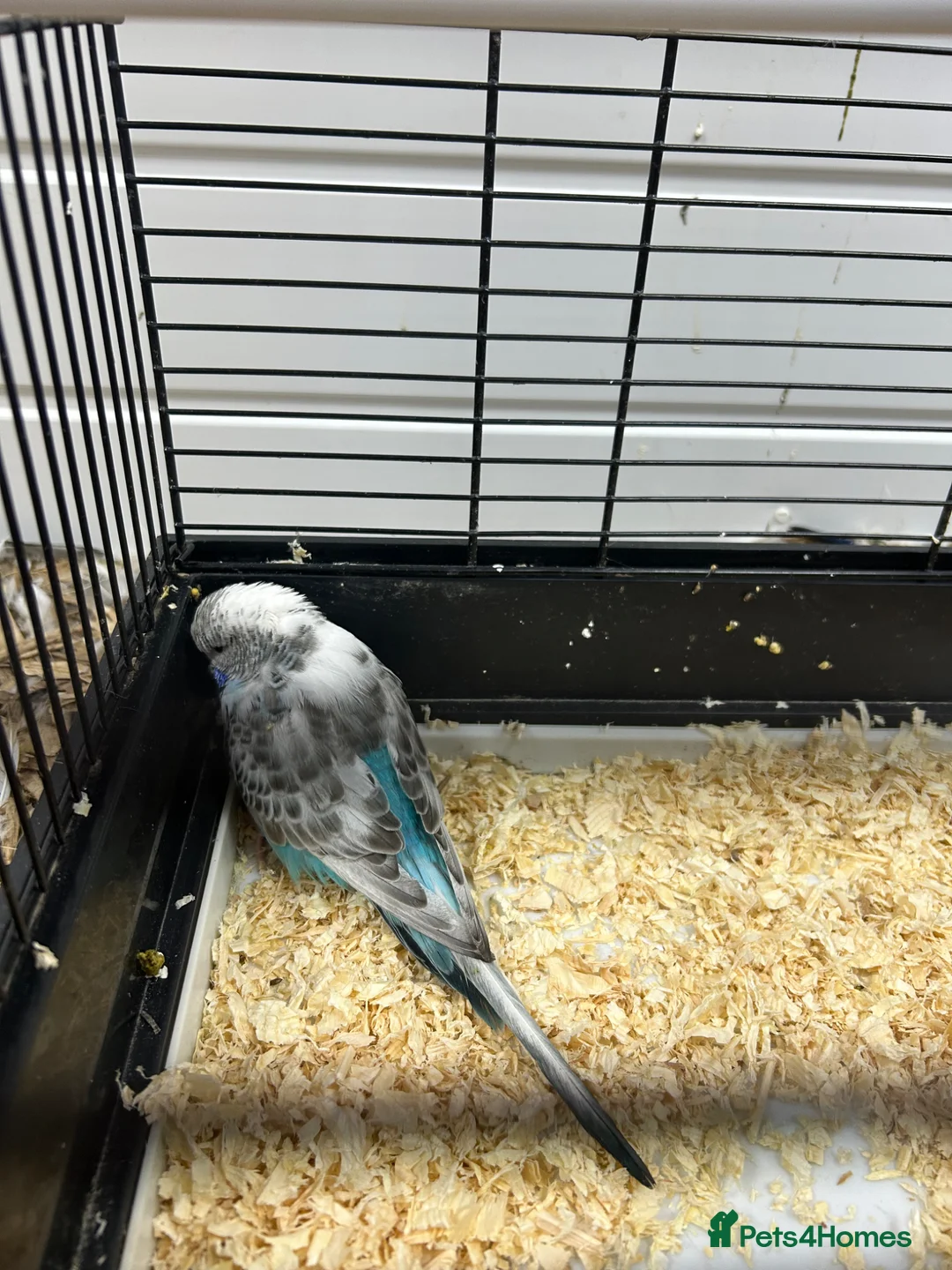 Budgerigars birds for sale: 2 female budgies  - Advert 2