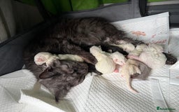 Maine Coon cats for sale: Maine Coon Kittens TICA Registered Cattery  - Image 37