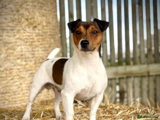 Jack Russell dogs Stunning Small Jack Russell Standing at Stud in Ripon - Advert 3