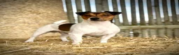 Jack Russell dogs for stud: Stunning Small Jack Russell Standing at Stud in Ripon - Advert 1