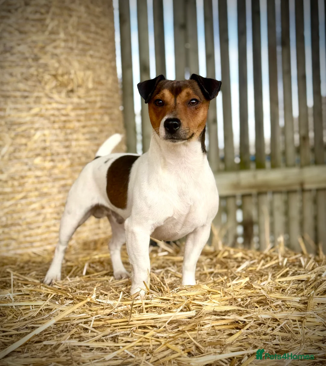 Jack Russell dogs for stud: Stunning Small Jack Russell Standing at Stud in Ripon - Advert 1