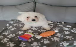 Bichon Frise dogs for sale: Last boy bichon frise pup 🩵 11 weeks old  - Image 5