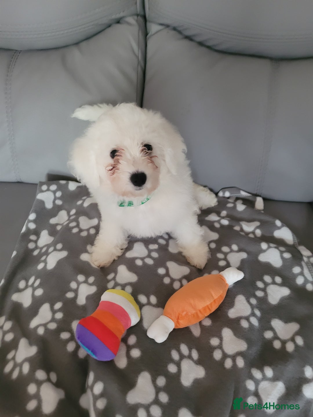 Bichon Frise dogs for sale: Last boy bichon frise pup 🩵 11 weeks old  - Image 5
