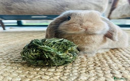Mini Lop rabbits for sale: Beige Mini Lop Doe Bunny Rabbit - Beautiful  - Image 2