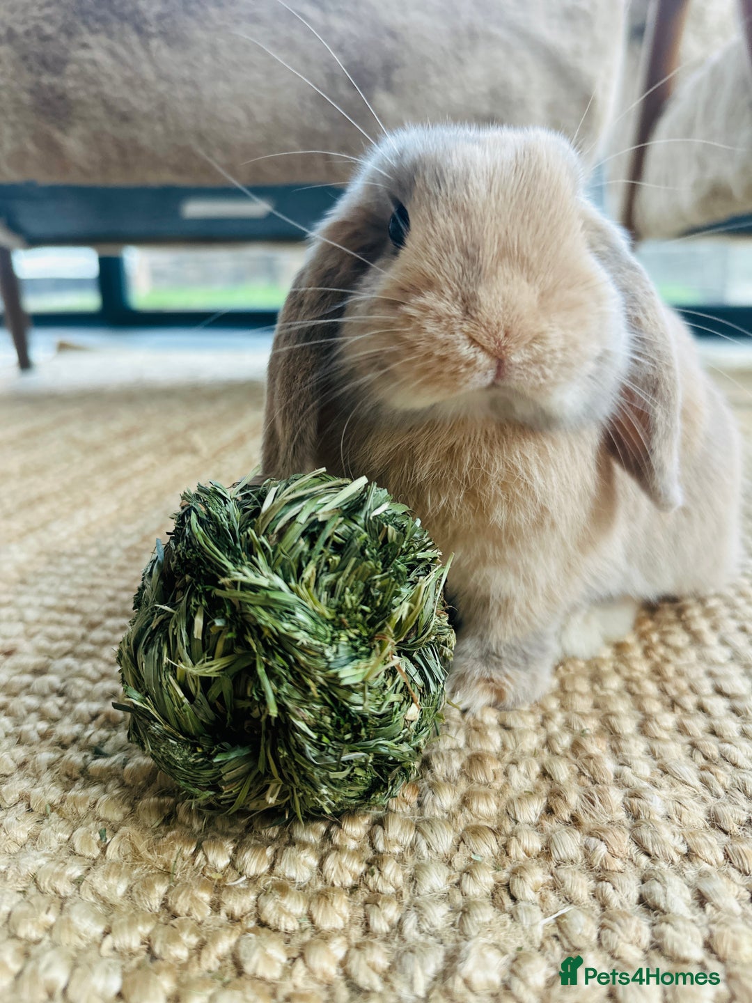 Mini Lop rabbits for sale: Beige Mini Lop Doe Bunny Rabbit - Beautiful  - Image 2