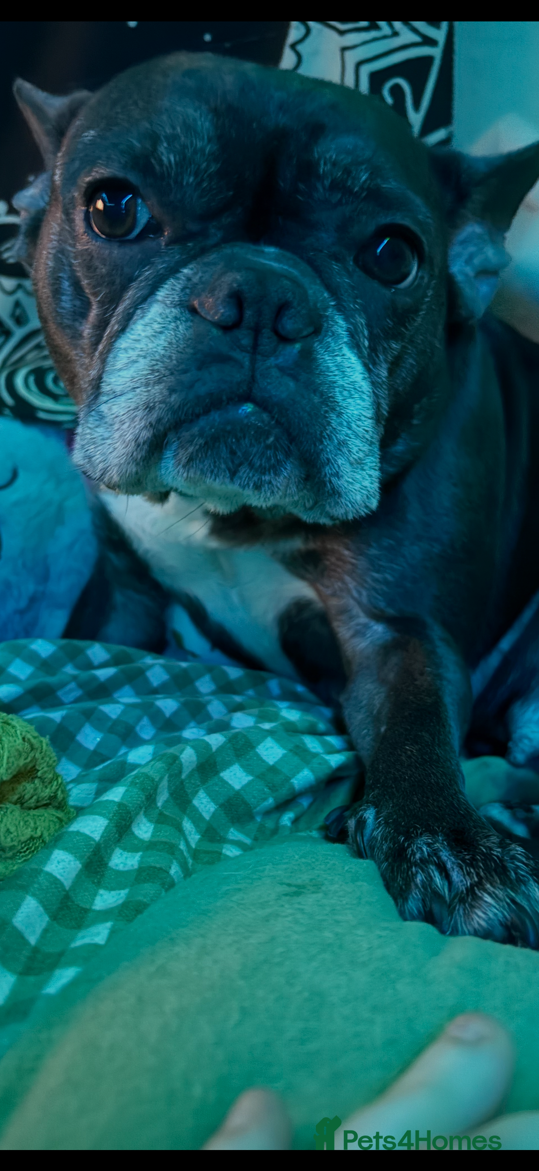 French Bulldog dogs for sale: Bella  - Advert 5