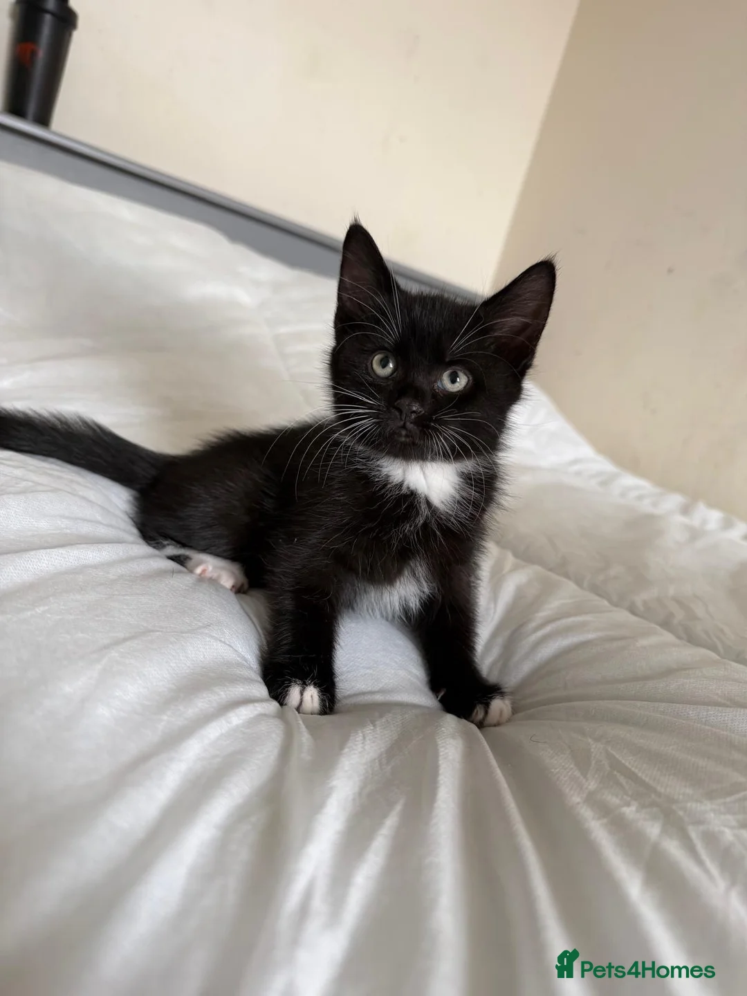 Mixed Breed cats for sale: Kittens 2 male  - Advert 2