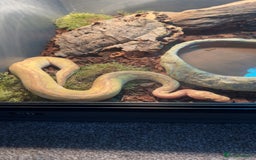 Python Snake reptiles for sale: Banana Lesser Clown Ball Python Full Setup - Image 1