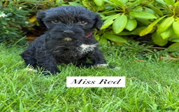 Portuguese Water Dog dogs for sale: 5 beautiful PWD babies for sale - Image 4