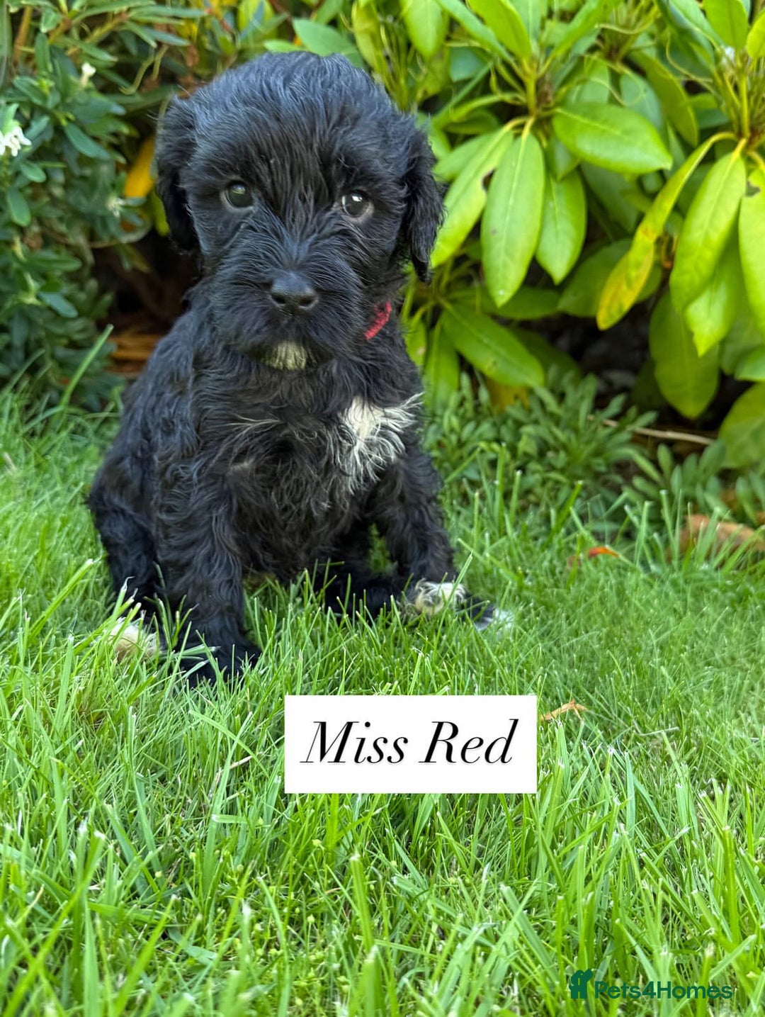 Portuguese Water Dog dogs for sale: 5 beautiful PWD babies for sale - Image 4