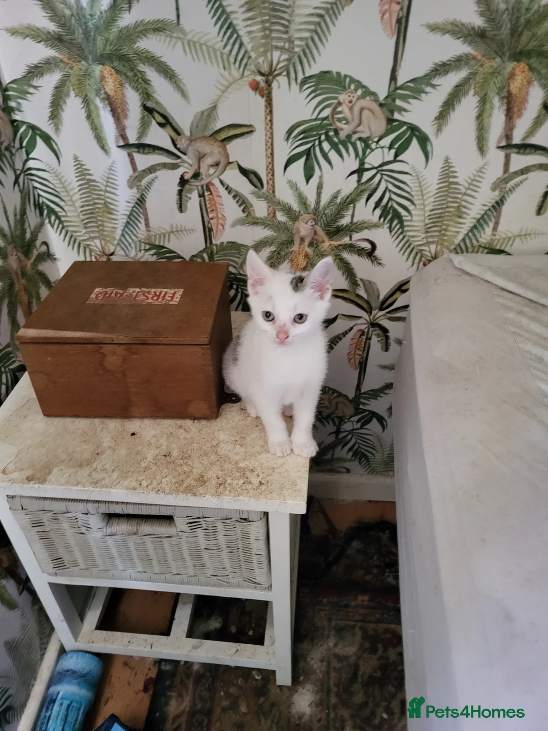 British Shorthair cats for sale: Lovely athletic boy in Shepperton - Advert 2