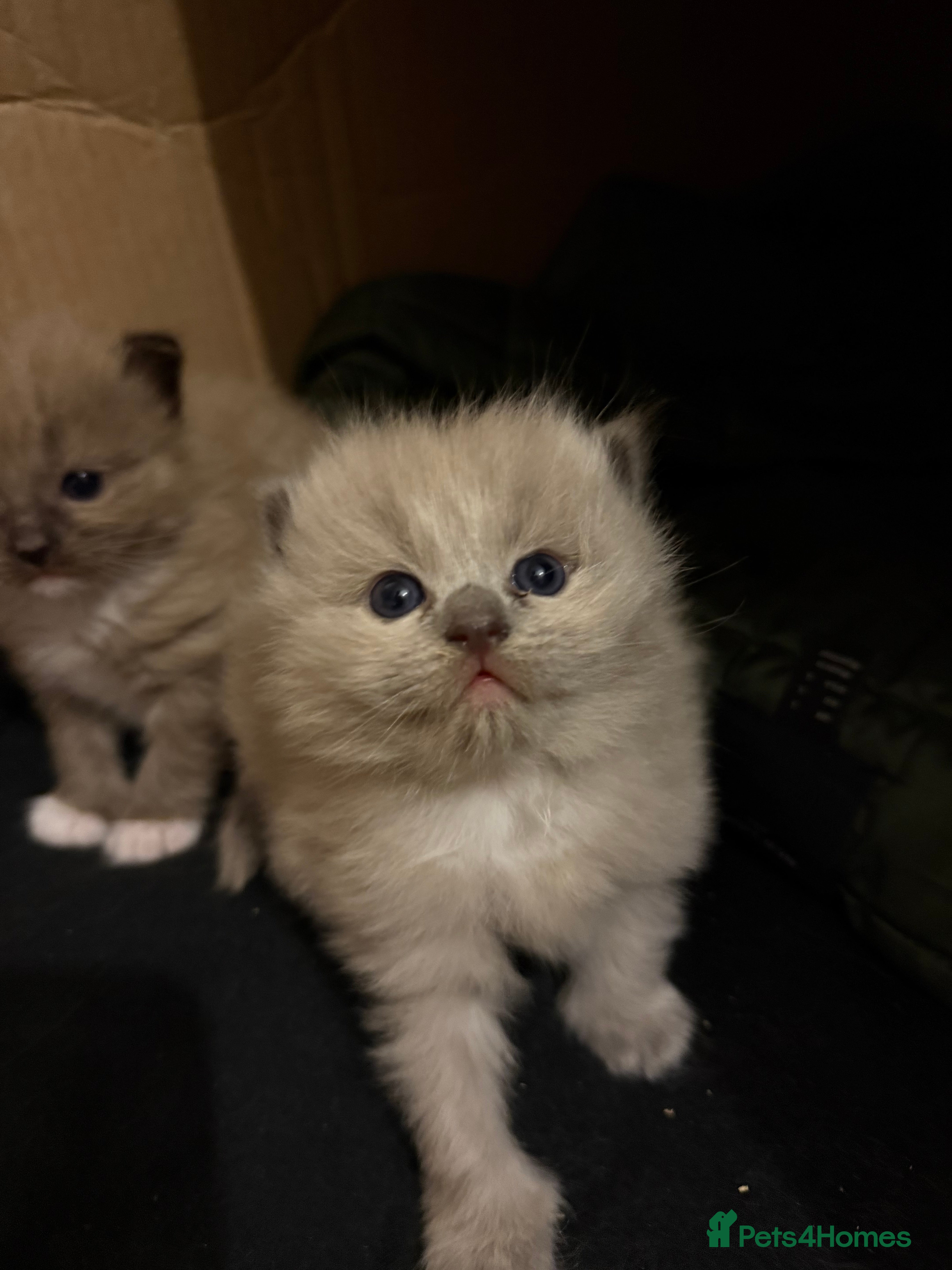 Ragdoll cats 2 Elegant Champion Bloodline Siblings  - Advert 1
