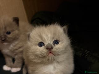 Ragdoll cats 2 Elegant Champion Bloodline Siblings - Advert 1