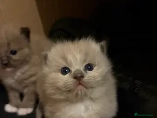 Ragdoll cats Elegant Champion Bloodline Siblings - Advert 17