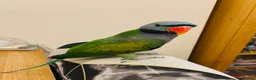 Parakeets birds for sale: Derbyan parakeet - Advert 5