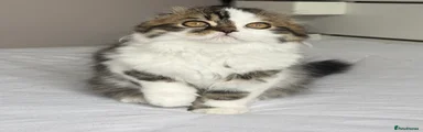 Scottish Fold Kitten KORAN