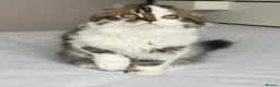 Scottish Fold cats for sale: Scottish Fold TICA Pedigree  - Advert 27