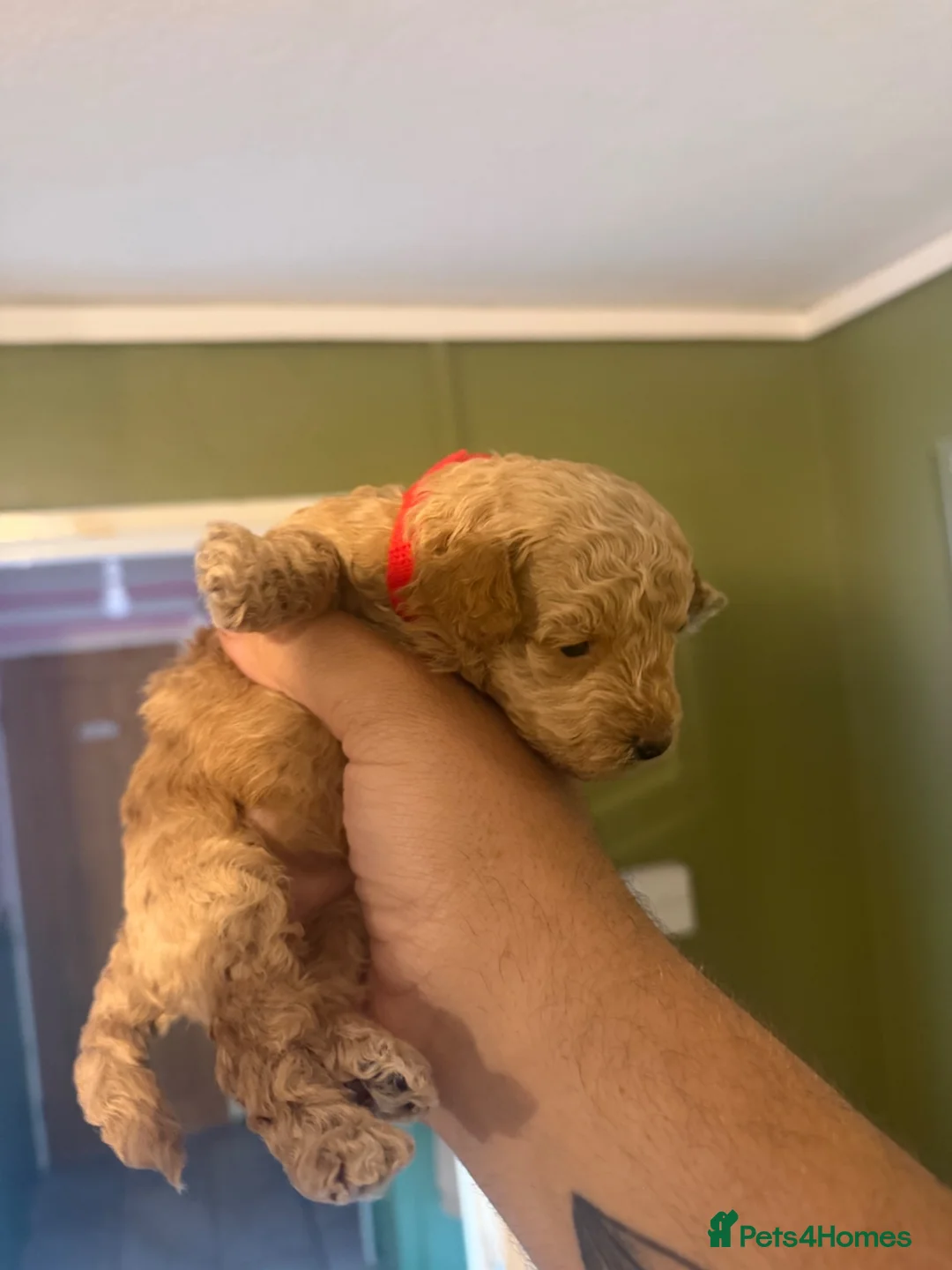 Toy Poodle dogs for sale: 5 toy poodle puppy’s 3 boys 2 girls  - Advert 12