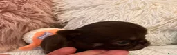 Chihuahua dogs for sale: BEAUTIFUL TINY CHOCOLATE BOYS - Advert 13