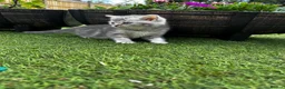 British Shorthair cats for sale: Pure Silver British Shorthair boy  - Advert 10