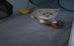 British Shorthair cats for sale: Full Britishshort hair kittens ready wendesday - Image 4