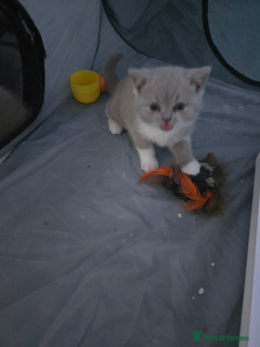 British Shorthair cats for sale: Full Britishshort hair kittens ready wendesday - Image 4