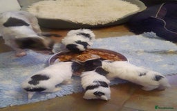 Biewer Terrier dogs for sale: 4 Beautiful BIEWER TERRIERS for Sale - Image 2