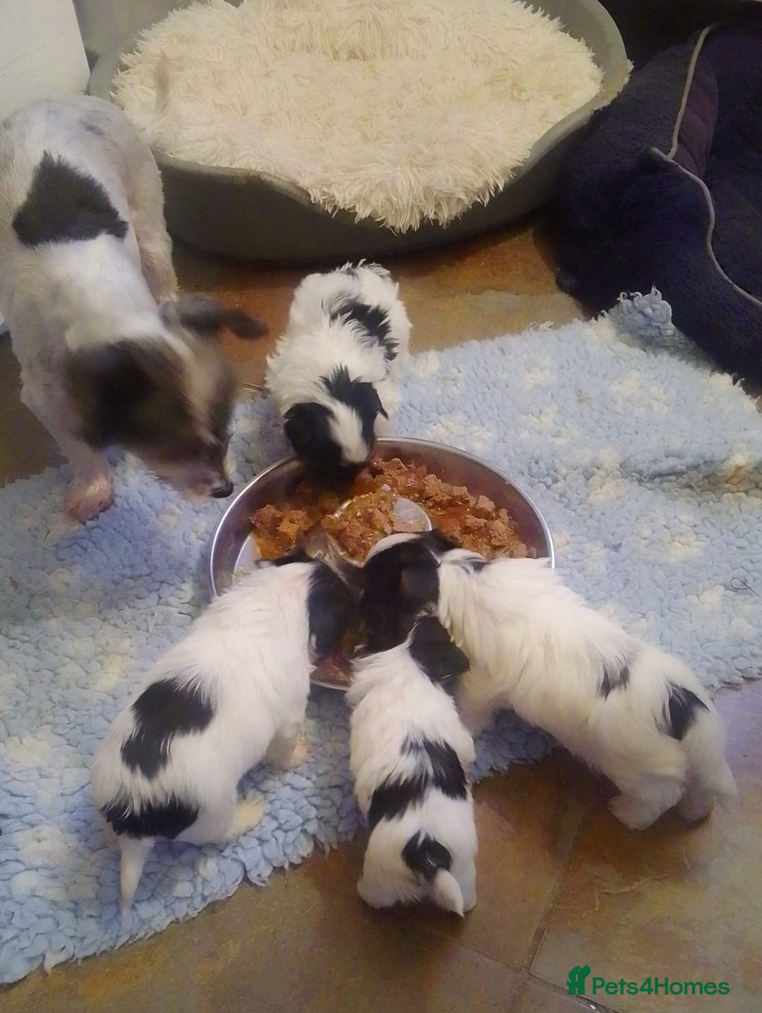 Biewer Terrier dogs for sale: 4 Beautiful BIEWER TERRIERS for Sale - Image 2
