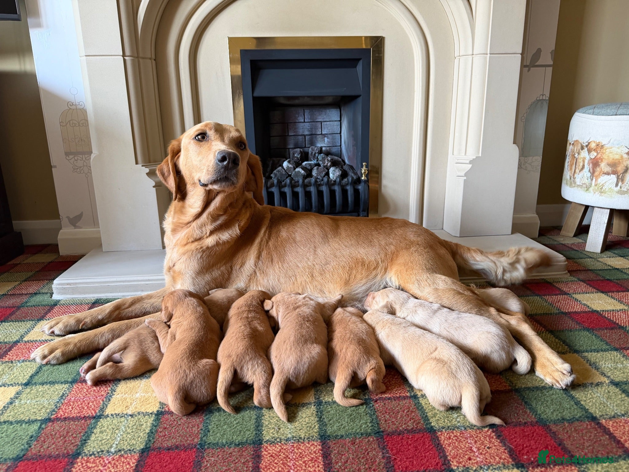 Labrador Retriever dogs Stunning KC Lab pups, health tested&many FTCH/Ws - Advert 1
