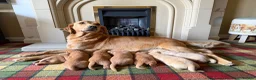 Labrador Retriever dogs for sale: Stunning KC Lab pups, health tested&many FTCH/Ws in Mansfield - Advert 1