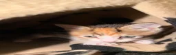 Mixed Breed cats for sale: 4 boy kittens looking for their loving home  - Advert 13