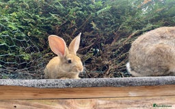 Continental Giant rabbits for sale: Continental giant - Image 12