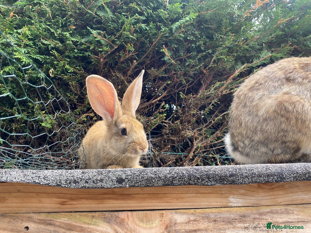 Continental Giant rabbits for sale: Continental giant - Image 12