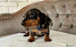 Miniature Dachshund dogs for sale: Miniature Dachshund Puppies - Image 9