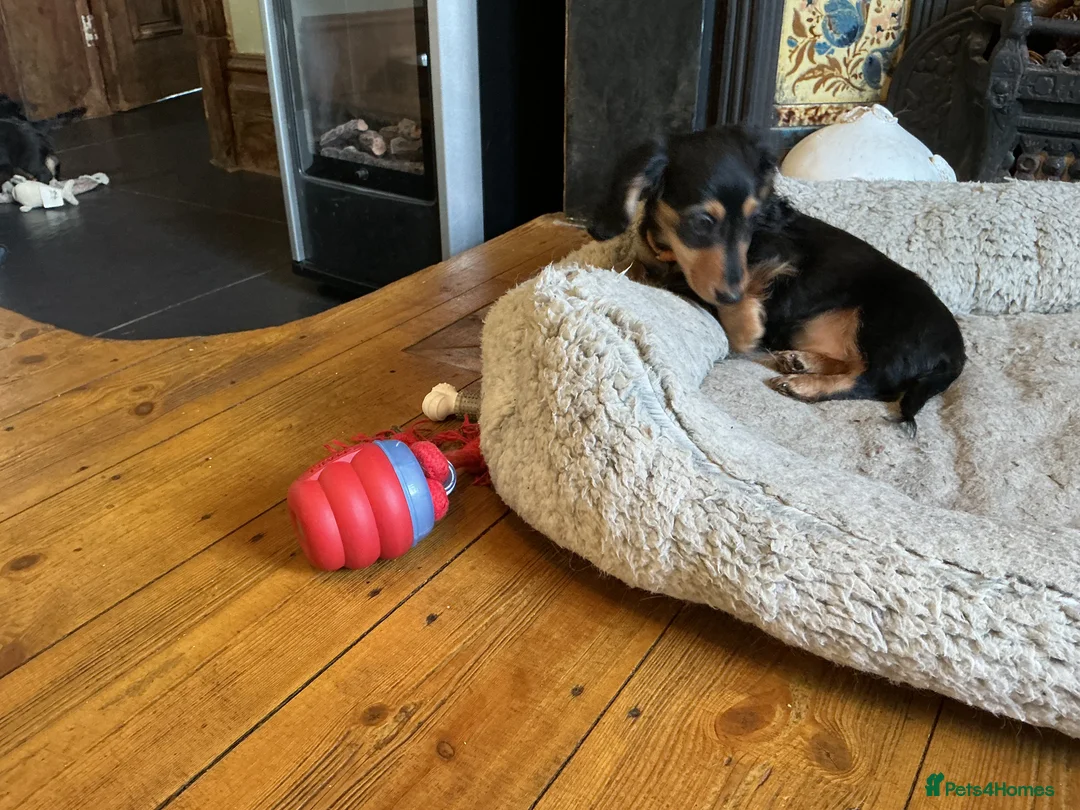 Miniature Dachshund dogs for sale: KC reg mini longhaired dachshund pups 1 girl2xboys - Advert 18