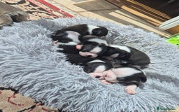 Boston Terrier dogs for sale: Top show quality KC registered Boston pups  - Image 7