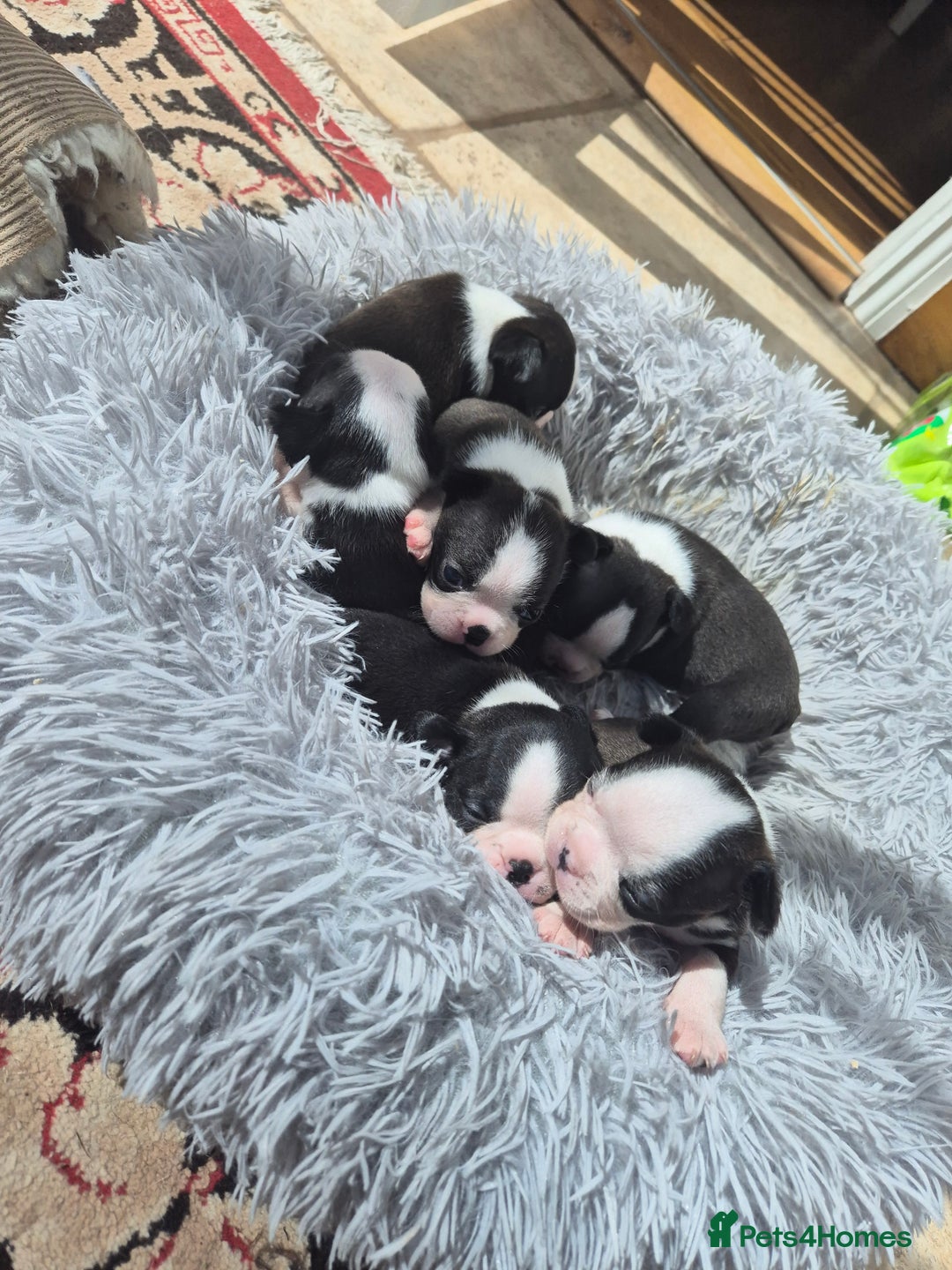Boston Terrier dogs for sale: Top show quality KC registered Boston pups  - Image 7