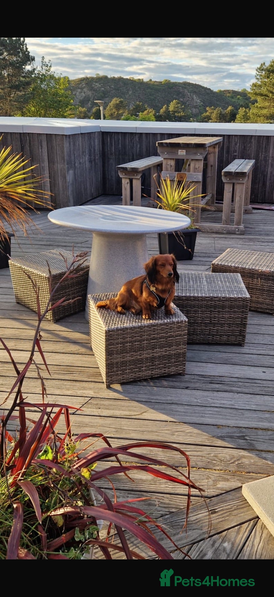 Dachshund dogs Long haired dashaund  - Advert 1