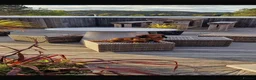 Dachshund dogs for stud: Long haired dashaund  - Advert 1