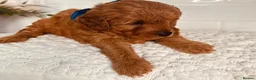 Maltipoo dogs for sale: Charming Maltipoo puppies for sale - Advert 3