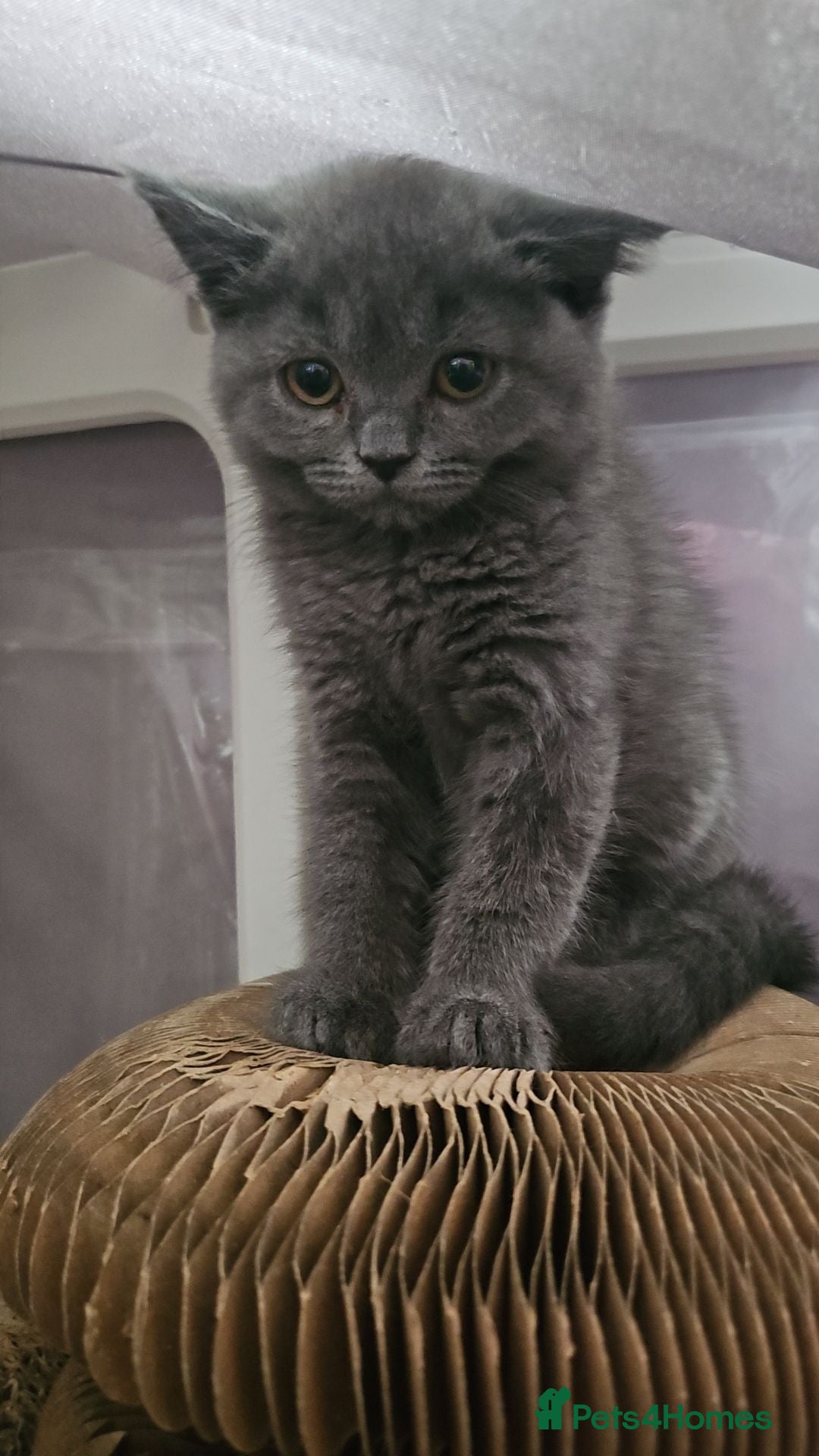 British Shorthair cats  FEMALE BRITISH SHORTHAIRS - Advert 17