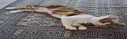 Domestic Shorthair cats for adoption: Rosie, approx 5 years old  in Basingstoke - Advert 3