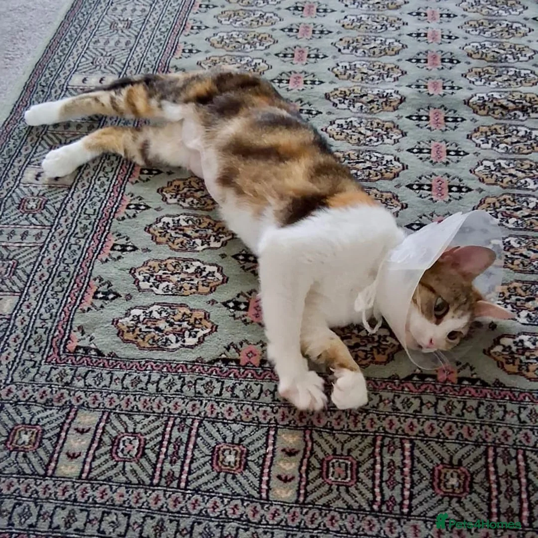 Domestic Shorthair cats for adoption: Rosie, approx 5 years old  in Basingstoke - Advert 3